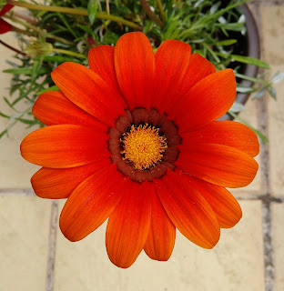 flor gazania