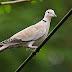 Eurasian Collard Dove