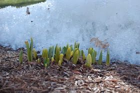 sign of spring against the snow