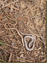 Slow-worms