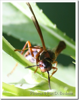 Don't sting me  Please....