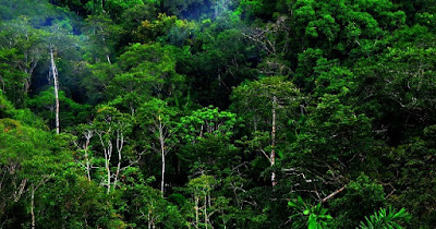 Fungsi, Jenis dan Stratifikasi Hutan