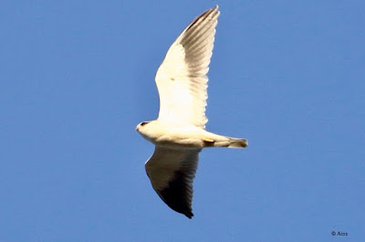 "Black-winged Kite, local migrant flying above"
