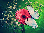 Butterfly wallpaper (blue butterfly wallpaper normal)