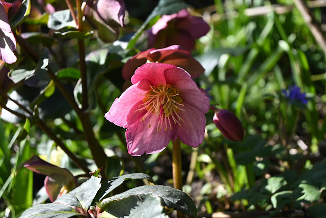 Rozen Helleborus in de romantische rozentuin