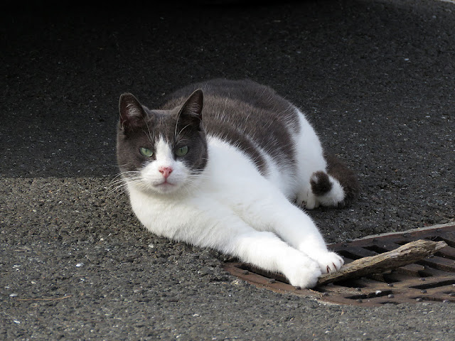 Resting cat, via del Fagiano, Livorno