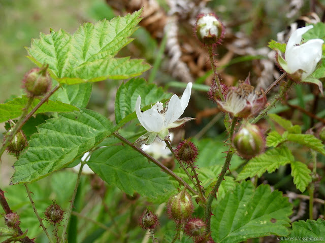 blackberry flowers