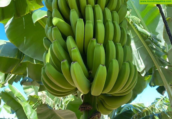 La plataforma Amigos del Plátano reclama soluciones urgentes y duraderas ante la honda crisis de precios y destrucción de fruta que afecta al cultivo