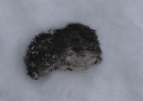 dead vole