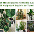 12 Best Houseplants with Big Leaves 