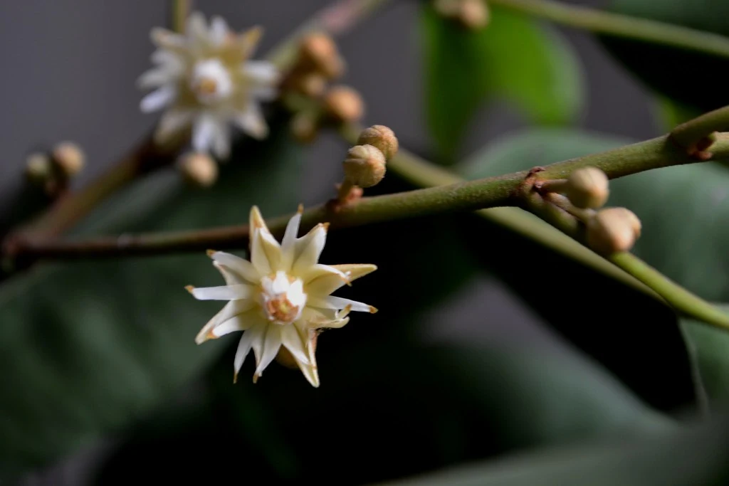 Bacula Flower Images Download Bacula Flower Garland Images Flowers Pics - Bacula flower - NeotericIT.com