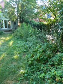 Toronto Dovercourt Park Backyard Garden Cleanup Before by Paul Jung Gardening Services--a Toronto Gardening Company