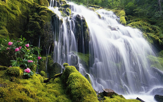 Groene rotsen met een waterval en roze bloemen 