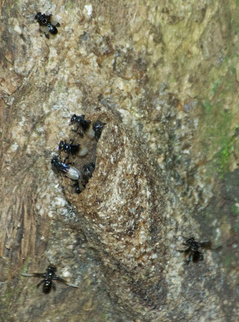 Stingless bees (Tetrigona sp)