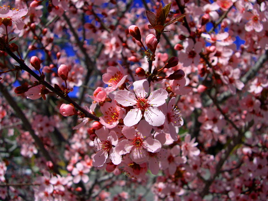 Sakura Flower