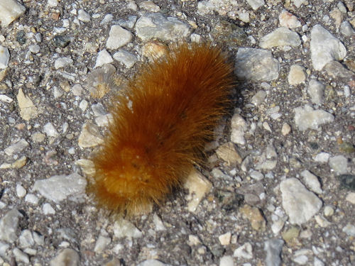 salt marsh caterpillar