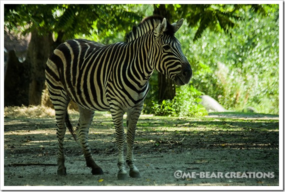 Zebra_01