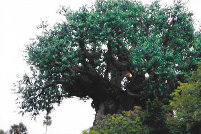 Tree of Life Disney's Animal Kingdom Disney World