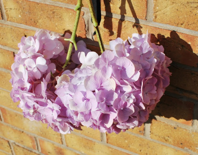 2 pink Hydrangea flowers hanging upside down in the sun on brickwall