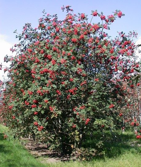 Рябина Мейниха / Хедлундия Мейниха (Sorbus meinichii, =Hedlundia meinichii)