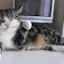 Cuidados de pelo y digestión de los gatos en vacaciones
