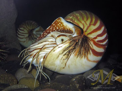 Seaworld Nautilus