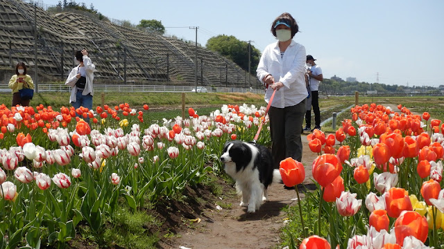 保護犬 ボーダーコリー トーマ 佐倉 ふるさと広場 チューリップフェスタ