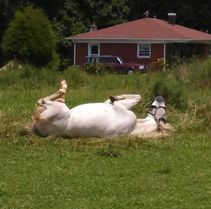 Meet Tango, The Hilariously Stupid Horse That Has Gone Viral