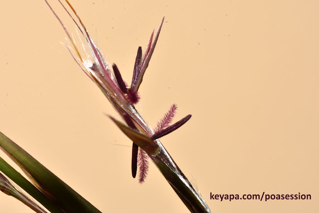 Schizachyrium scoparium - Little Bluestem Grass