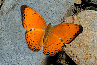 Cirrochroa surya