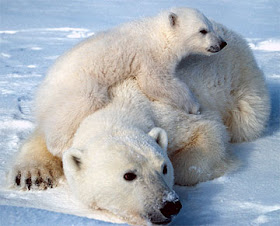 URSO POLAR- REINO, HABITAT, CLASSIFICAÇÃO