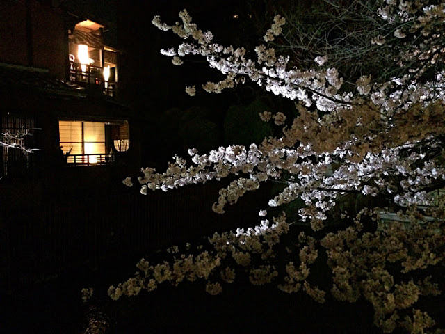 高瀬川の夜桜