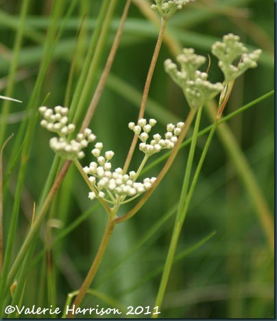 17-meadowsweet