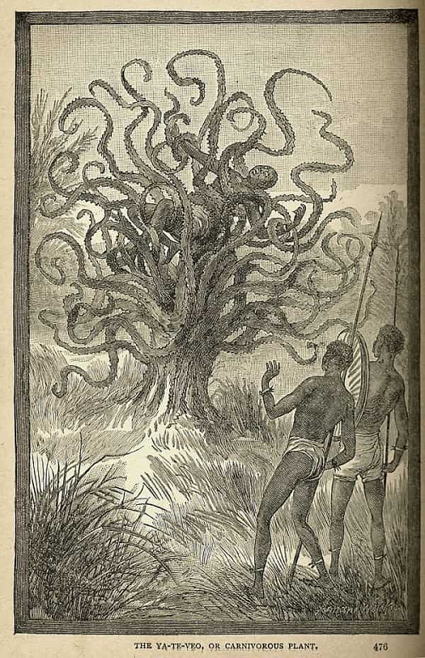 Madagascar Man-Eater Tree - A Legendary Tree Large Enough To Kill And Consume A Human
