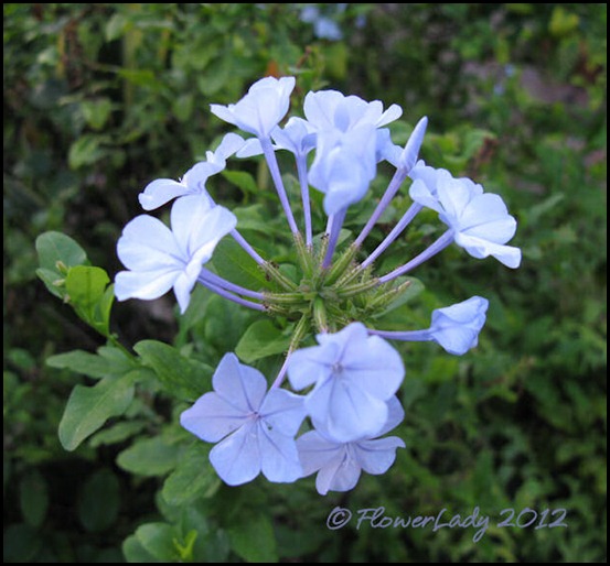 Blue Sage