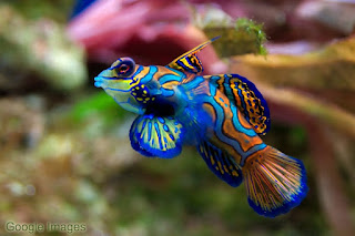 Mandarin Fish