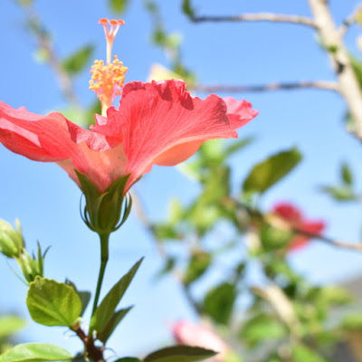 Pink Flower & Caro Rose