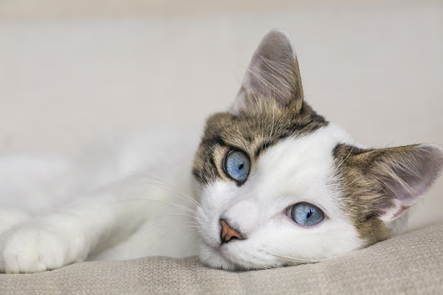 How to train cats, like this beautiful white cat with blue eyes