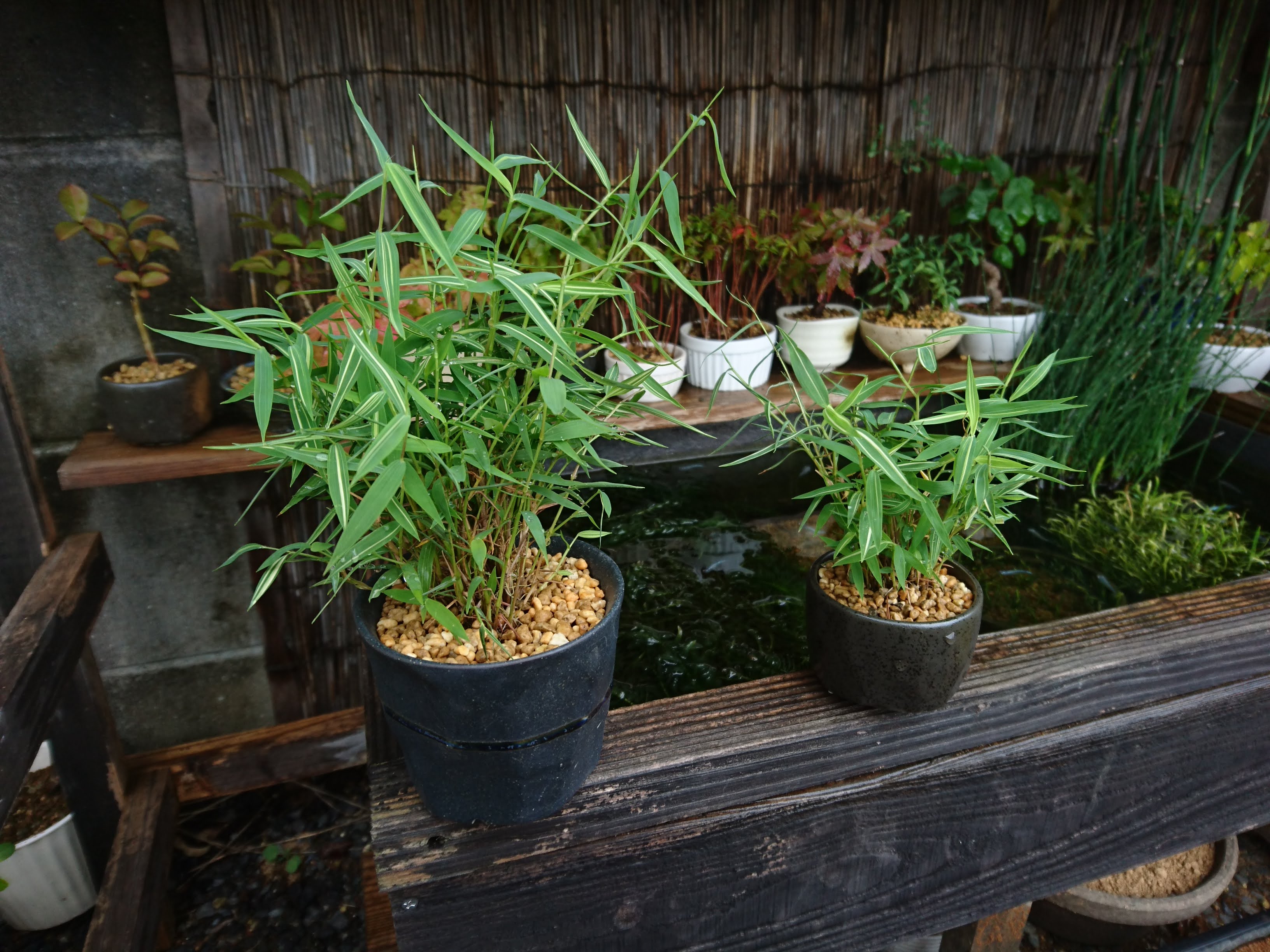 姫竹の育て方 小さな鉢植えやミニ盆栽で 和風の雰囲気を楽しむ メダカの大工