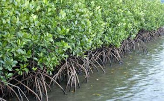 Mengenal Morfologi Pohon Mangrove