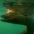 Vídeo de peixe gigante encontrado na praia do Farol da Barra assusta internautas; especialista alerta | Brazil News Informa