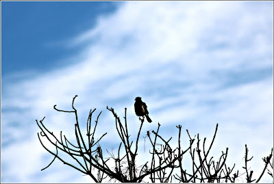 Bird in Live Oaks on the dunes