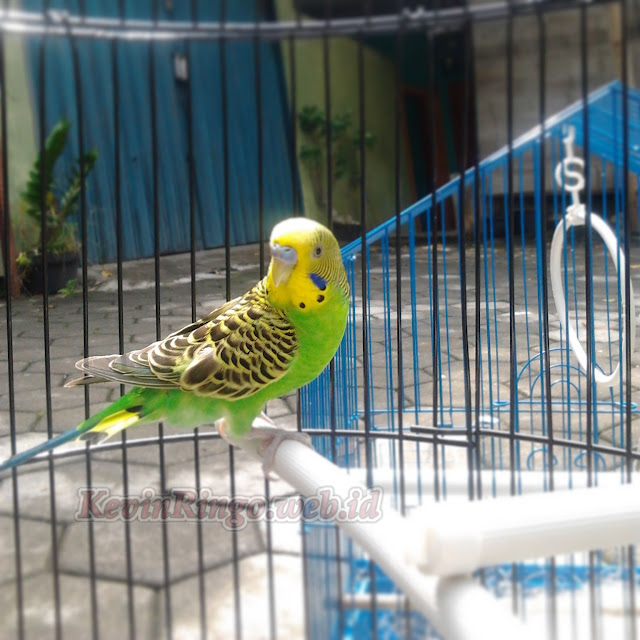 foto-foto burung parkit indah