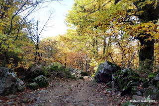 ROZAS DE PUERTO REAL - RUTA DE LOS CASTAÑOS. Madrid, España