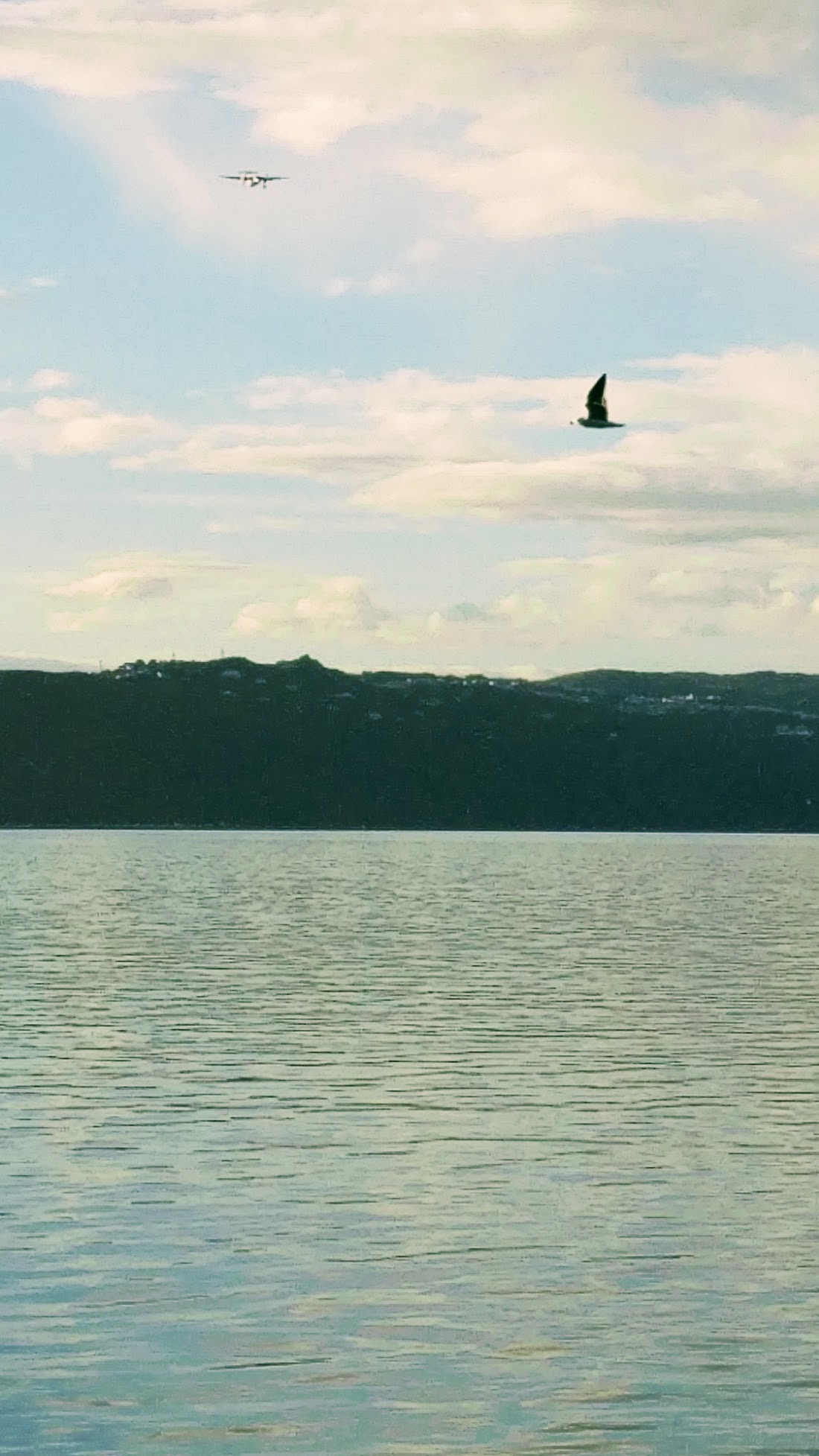 Calm Wellington Harbour with bird and plane