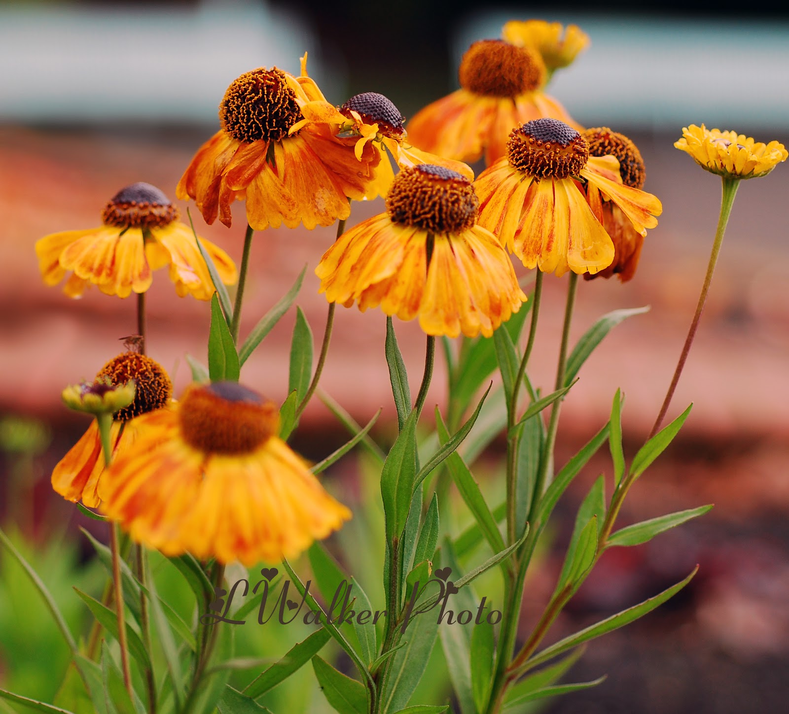 Fall Flowers To Plant