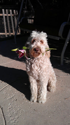 Teddy, Newedle, Newfoundland Poodle, cute dogs