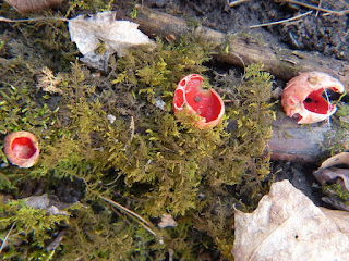 Sarcoscypha dudleyi - Pézize de Dudley ou Sarcoscypha austriaca - Pézize d'Autriche