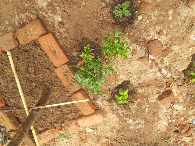 newly-planted-fruit-plants-in-andhra-garden-11