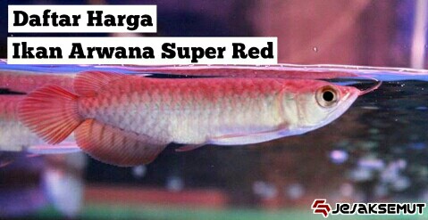 Daftar Harga Ikan Arwana Super Red Semua Ukuran Terbaru 